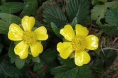 Ranunculus laetus